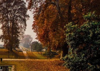 Kashmir’s Chinar Trees Get High-Tech Protection with Geotagging and QR Codes