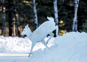 No Presence of White Deer in North Kashmir’s Gulmarg: Wildlife Deptt