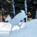 No Presence of White Deer in North Kashmir’s Gulmarg: Wildlife Deptt