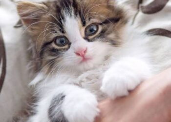 Cat-Borne Infections May Cause Miscarriages, Warn Experts