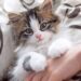 Cat-Borne Infections May Cause Miscarriages, Warn Experts