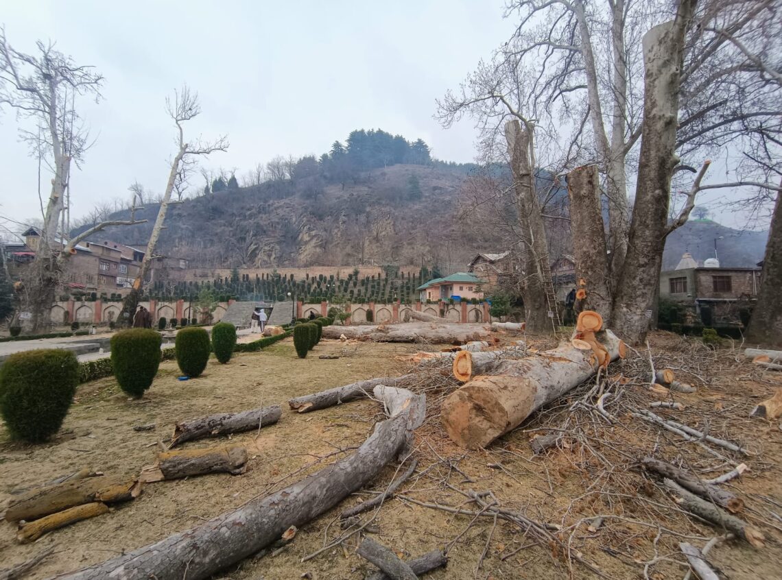 Felling of Chinar Trees in South Kashmir’s Anantnag Sparks Outrage