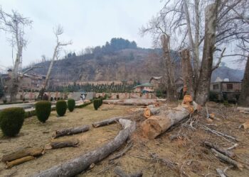 Felling of Chinar Trees in South Kashmir’s Anantnag Sparks Outrage