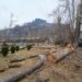 Felling of Chinar Trees in South Kashmir’s Anantnag Sparks Outrage