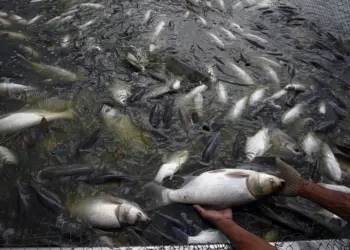 7000 Fish Found Dead After Alleged Poisoning in South Kashmir