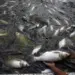 7000 Fish Found Dead After Alleged Poisoning in South Kashmir