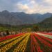Srinagar: Home To 120 Parks & J&K’s Largest Floriculture Area