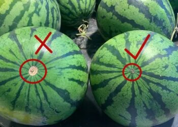 Tips For Choosing Ripe Watermelons With Red Flesh, Sweet, And Paper-Thin Flesh