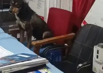 DHSK Orders Probe After Dog Spotted Sitting on Chair Inside Chadoora Hospital