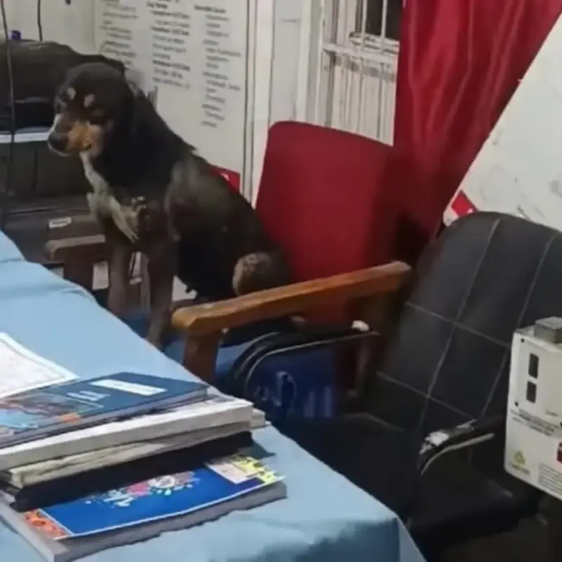 DHSK Orders Probe After Dog Spotted Sitting on Chair Inside Chadoora Hospital