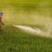 Cancer Risk Increases with Continuous Pesticide Use in Orchards, Doctors Warn