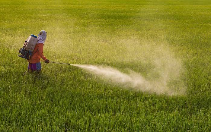 Cancer Risk Increases with Continuous Pesticide Use in Orchards, Doctors Warn