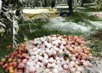 Extreme Weather Devastates Kashmir’s Fruit Industry