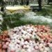 Extreme Weather Devastates Kashmir’s Fruit Industry
