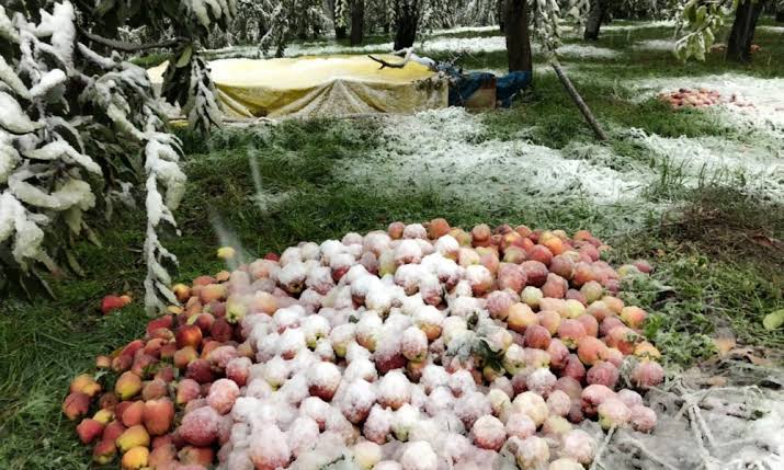 Extreme Weather Devastates Kashmir’s Fruit Industry
