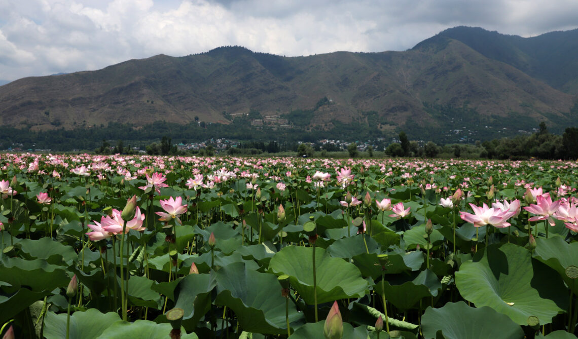 Lotus Blooms Return To Kashmir’s Wular Lake After 30 Years
