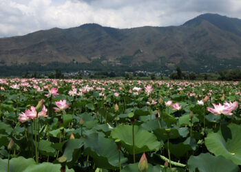 Lotus Blooms Return To Kashmir’s Wular Lake After 30 Years