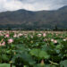Lotus Blooms Return To Kashmir’s Wular Lake After 30 Years