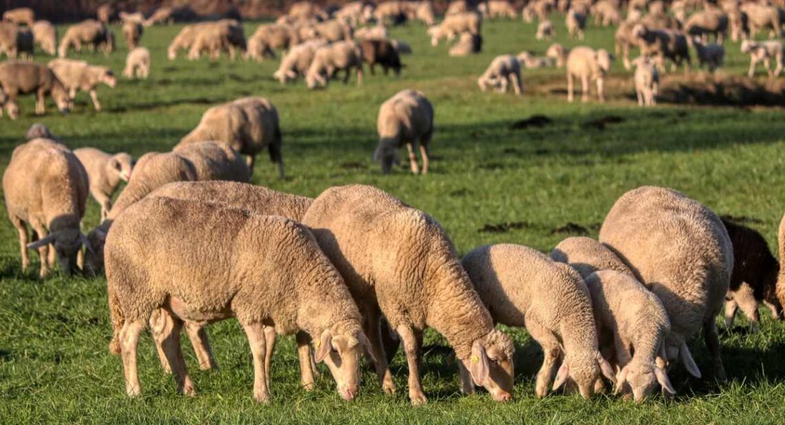 Night-Time Heist: 136 Sheep Stolen in South Kashmir’s Kulgam