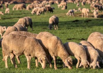 Night-Time Heist: 136 Sheep Stolen in South Kashmir’s Kulgam