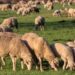 Night-Time Heist: 136 Sheep Stolen in South Kashmir’s Kulgam