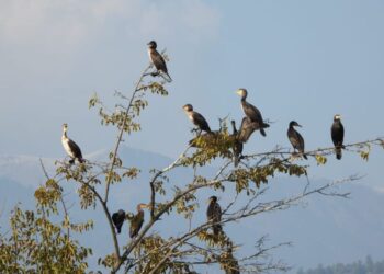 Bird Populations Drops 25–38% Due to Heat: Study