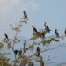 Bird Populations Drops 25–38% Due to Heat: Study