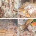 1.2 Tonne Rotten Meat Seized in Srinagar; KCCI Blasts Food Safety Failure
