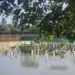 Several Graves Damaged as Noorbagh Graveyard Flooded