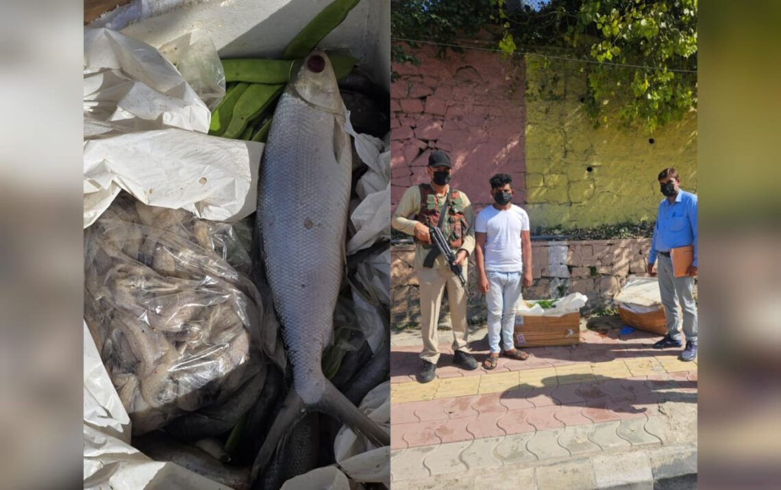 100 Kg Rotten Fish Seized From Srinagar Airport
