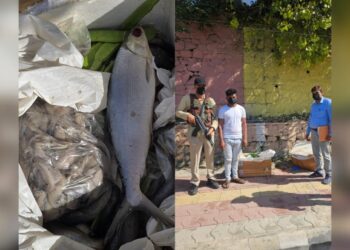 100 Kg Rotten Fish Seized From Srinagar Airport