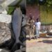 100 Kg Rotten Fish Seized From Srinagar Airport