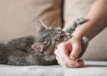Over 6,500 Cat Bite Cases Reported at SMHS Hospital Amid Rising Pet Ownership