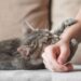 Over 6,500 Cat Bite Cases Reported at SMHS Hospital Amid Rising Pet Ownership