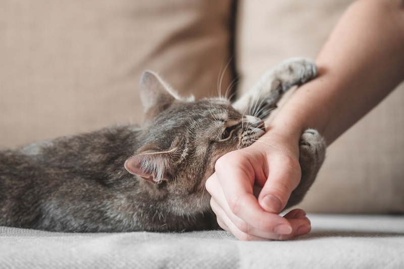 Over 6,500 Cat Bite Cases Reported at SMHS Hospital Amid Rising Pet Ownership