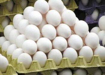 J&K Govt Orders Probe Into Alleged Adulterated Eggs in Market