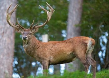 Population of Endangered Kashmir Hangul Shows Steady Growth