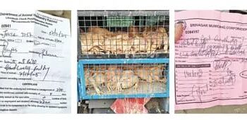 119 Dead Chickens With ‘Clean’ Certificate Shake Kashmir’s Food Safety Claims 