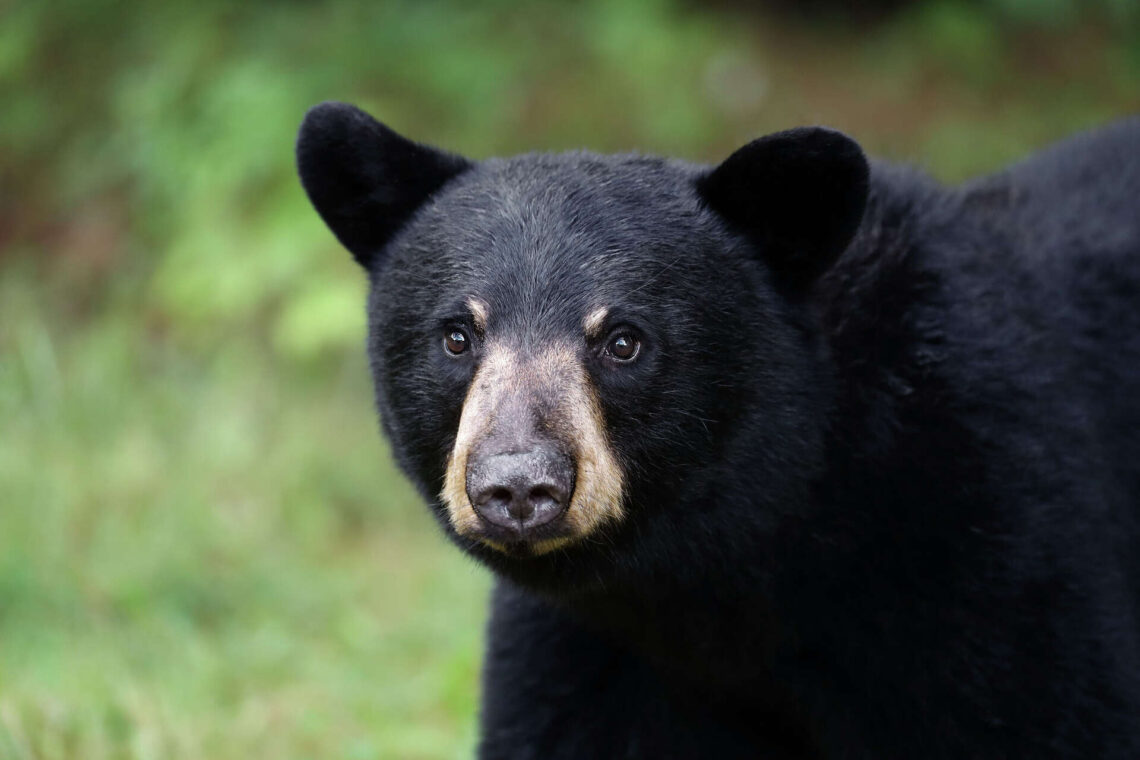 Srinagar Grapples With Multiple Bear Sightings