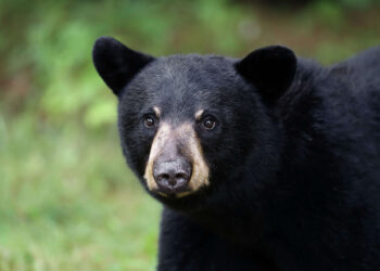 Srinagar Grapples With Multiple Bear Sightings
