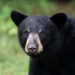 Srinagar Grapples With Multiple Bear Sightings