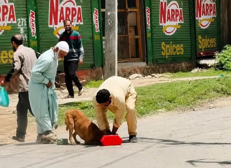 Dog Killing Video Triggers FIR, Public Debate Over Stray Dog Attacks in Kashmir