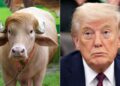 Bangladesh Saves ‘Donald Trump’ From Eid Sacrifice, Sends To Zoo
