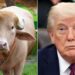 Bangladesh Saves ‘Donald Trump’ From Eid Sacrifice, Sends To Zoo