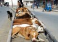 Supreme Court Rejects Pleas on Relocation, Sterilisation of Stray Dogs