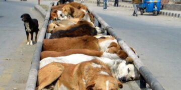Supreme Court Rejects Pleas on Relocation, Sterilisation of Stray Dogs