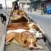 Supreme Court Rejects Pleas on Relocation, Sterilisation of Stray Dogs