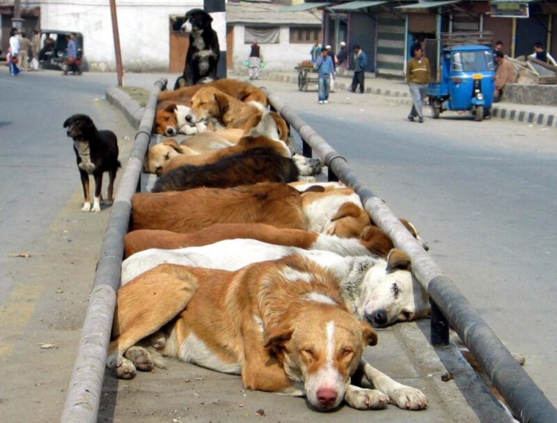 Supreme Court Rejects Pleas on Relocation, Sterilisation of Stray Dogs