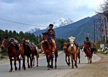 PDA Rolls Out ‘One License, One Horse’ Policy in Pahalgam, Pony Operators Cry Foul