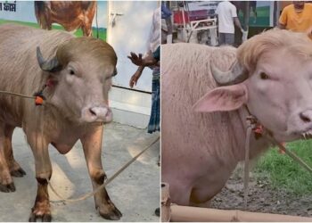 Buffaloes Named ‘Donald Trump & Benjamin Netanyahu’ Go Viral In Bangladesh